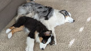 子犬の未来～トゥトゥの今後について【Australian Shepherd】オーストラリアンシェパード｜パピー｜puppy