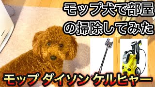 モップみたいな犬で部屋の掃除してみた【トイプードル】