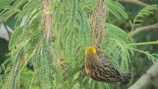 weaver bird building its nest