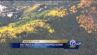 Illegal Tree Clearing