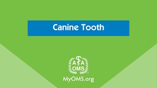 Canine Tooth