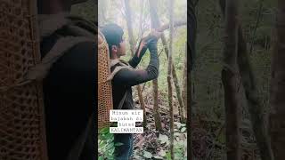 JANGAN SAMAPAI SALAH INILAH AKAR BAJAKAH YG BISA DI MINUN DI HUTAN KALIMANTAN