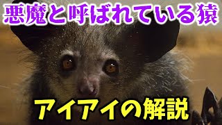 マダガスカルの嫌われ者　アイアイの解説