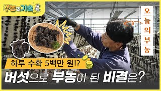 [뿌농의 기술] 영양과 맛. 다 잡은 버섯의 무한변신?! ‘목이버섯’ 집중탐구👀