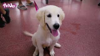 Puppy Socialization Classes - PetVet Sri Lanka