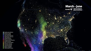 Spring Bird Migration Data Visualization
