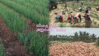 சின்ன வெங்காயம் விதை முதல் அறுவடை வரை 🧅| onion cultivation| A to Z | small onion|#onion#agriculture