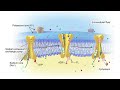 what happens in brain during seizure neurobiology.