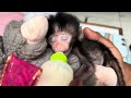 it s very funny and cute when a newborn baby monkey sleeps while drinking milk