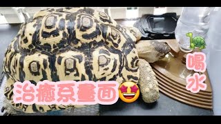 ｛豹龜家族｝治癒係陸🐢喝水畫面 #澳門 #家有爬寵 #龜喝水 #豹紋陸龜