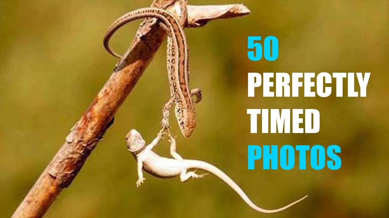 50 Perfectly Timed Photos You Will Ever See - YouTube