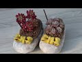 eng 다육이 이쁘게 심기 색다른 신발 화분에 심기 succulents in shoes 多肉植物 たにくしょくぶつ