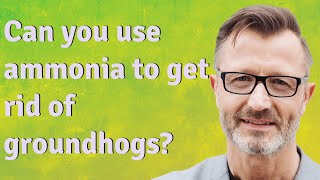 Can you use ammonia to get rid of groundhogs?