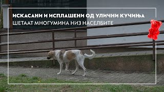 Искасани и исплашени од улични кучиња шетаат многумина низ населбите