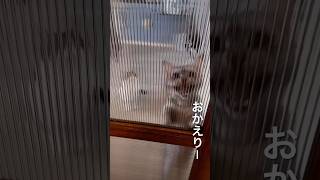 猫達のお出迎えに癒される毎日😽😭　#ねこ動画 #猫のいる暮らし #お出迎え #お出迎え猫 #癒し