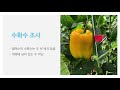 파프리카 생육조사 요령