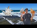 Finding seashells after 2 weeks of storms! Bonnet seashell jackpot at the beach | How to find shells