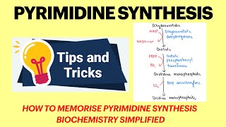 Pyrimidine synthesis | Pyrimidine metabolism | Pyrimidine synthesis mnemonic | Biochemistry |MBBS