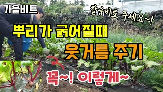 비트키우기 가을비트 뿌리가 굵어질때 웃거름 주는 방법 꼭! 이렇게 주세요 칼슘비료 주셔야 굵고 단단해집니다