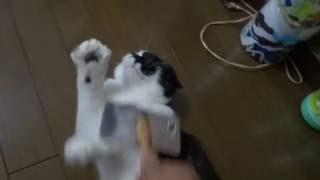 ブラッシングをしていたら猫が怒りました　　If I was brushing, a cat got angry.