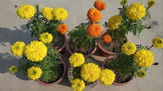 गेंदे पर ज्यादा फूल पाने के 5 जरूरी उपाय | Marigold plant care in hindi