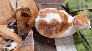 子無し夫婦と暮らす、猫（と犬）の日常【BGM・字幕無し】