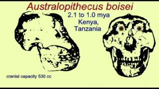 PL3: HOMINIDS: AUSTRALOPITHECUS BOISEI