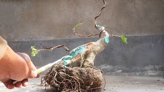 Creating Bonsai from Wild Material | Bonsai ideas