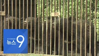 용인 사육장서 반달가슴곰 2마리 탈출…1마리 사살 [뉴스 9]