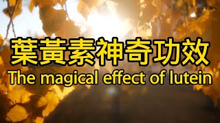 葉黃素的功效與作用 The efficacy and function of lutein