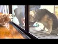 いつも吠えてくる犬にとうとうブチ切れた猫