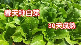 春天种白菜/30天成熟/无病虫害