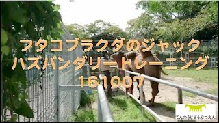 フタコブラクダのジャック　ハズバンダリートレーニング161007