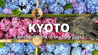 3 Splendid Hydrangea Spots in Kyoto