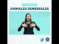 #OcéanoEnSeñas | ANIMALES DEMERSALES en Lengua de Señas Colombiana