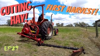 FIRST HARVEST Cutting Hay Massey Ferguson 135 & Sickle Bar Mower Vintage Farming - Rusted Iron Ranch