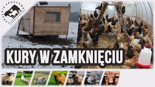 Lubuskie Angusowo - S5 E18 - Dlaczego zamknąłem kury?