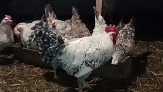 Бізде жаңа қораз🐓 Тауықтарды бөліп қойдым, бүгінгі жұмыртқа. #тауық #рек#жұмыртқа #құстар #қораз #ББ