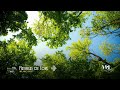 playlist tạm gác lại những bộn bề 🌿 1 hour calm piano with the forest sound