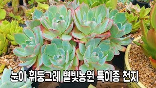 눈이휘둥그레 대품과 특이종 많은 별빛농원2탄 1탄은 시작에 불과 꼭 보시고 힐링하세요🎵😉 Succulents