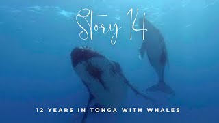 12 years in Tonga with Whales (Story 14)