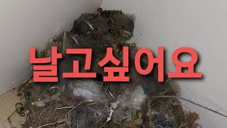 새 둥지관찰 13일차 날개짓하는새끼 걸어다니는새끼