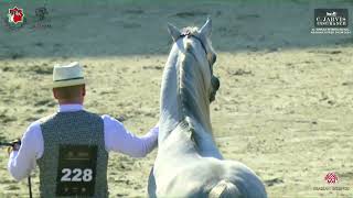 N 228 AL ARYAM SHKLAAN   Al Shiraa International Arabian Horse Show 2024   Stallions 4+ Years Old Se