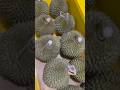 BORONG 10 DURIAN DURI HITAM #durian #duriandurihitam #masduren