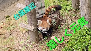 【台風接近で涼しく　外で遊ぶ西山動物園レッサーパンダ達】～Nishiyama Zoo Red Pandas～