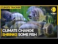 Global heating causing some fish species to shrink in size | WION Climate Tracker