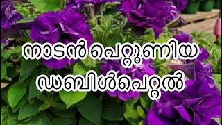 നാടൻ പെറ്റൂണിയ ഡബിൾപെറ്റൽ ( petunia doblepetal permanent variety)