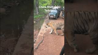 Chota matkasur bold walk || Tadoba Andhari Tiger Reserve | Navegaon Ramdegi buffer zone #tadoba