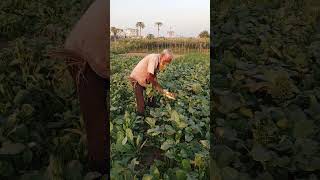 কৃষি নির্ভর দেশ বাংলাদেশ 🇧🇩🇧🇩🇧🇩🇧🇩