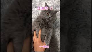 千万别试了挨打 蓝猫